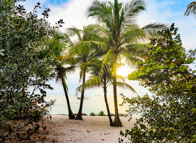 Florida key west beach with palm trees