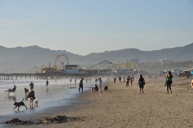 Santa Monica beach with several dogs and the pier with a ferris wheel and roller coaster.